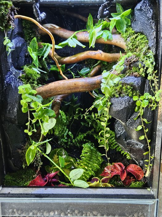 Terrarium tropikalne
