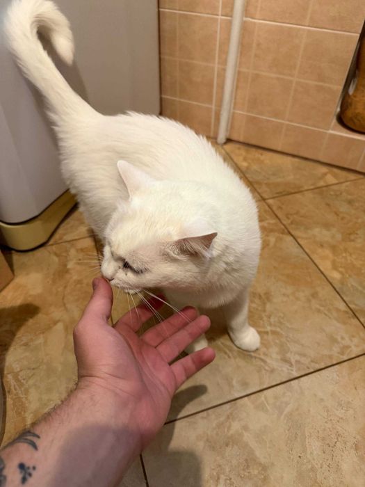 Віддам кота в добрі руки