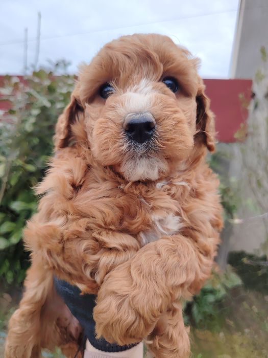 Śliczna suczka Goldendoodle Mini gotowa do zmiany domu