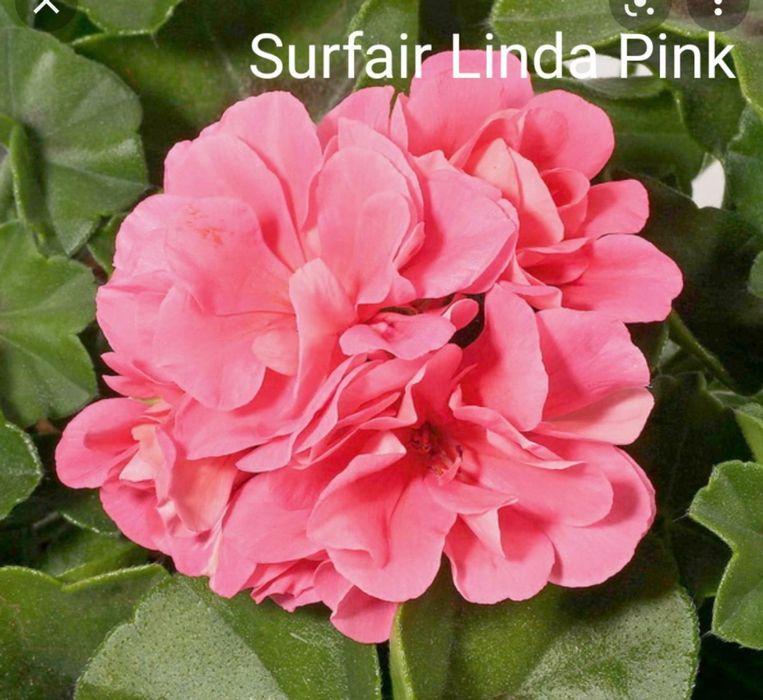 Пеларгонія плющелистні (12 сортів)