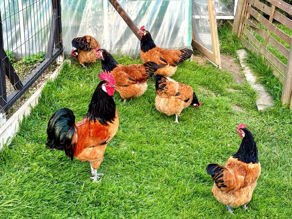 Vorwerk Forwerk  jaja lęgowe !