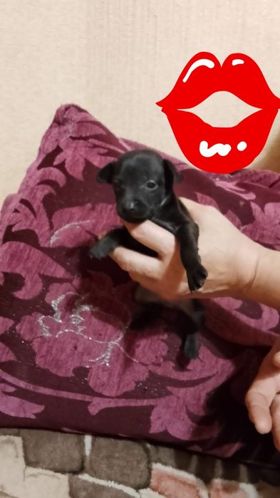 Bebé XXporte pequeno