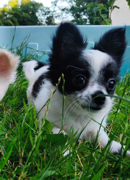 Chihuahua długowłosy chłopiec.