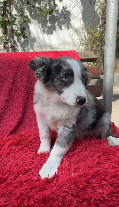Border collie-suczka