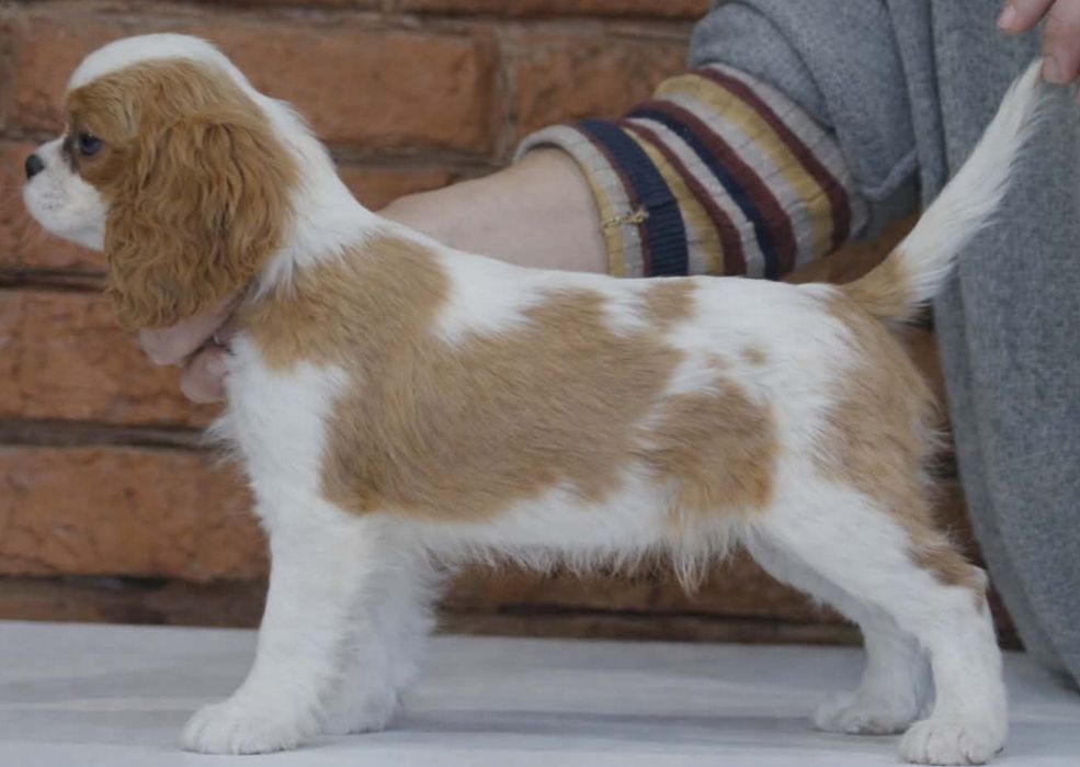 Кавалер Кинг Чарльз Спаніель КСУ