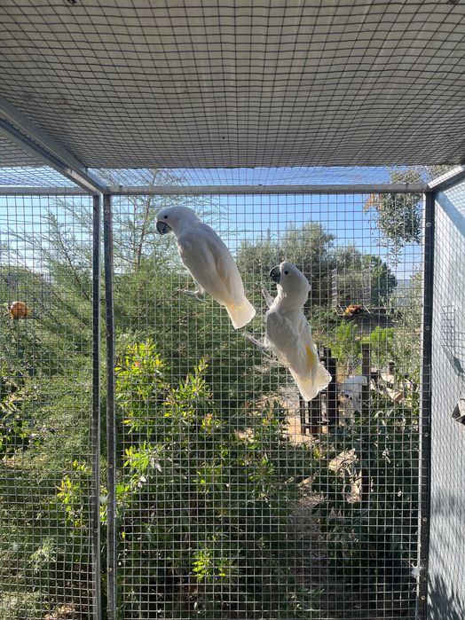 Cacatua Alba machos adultos