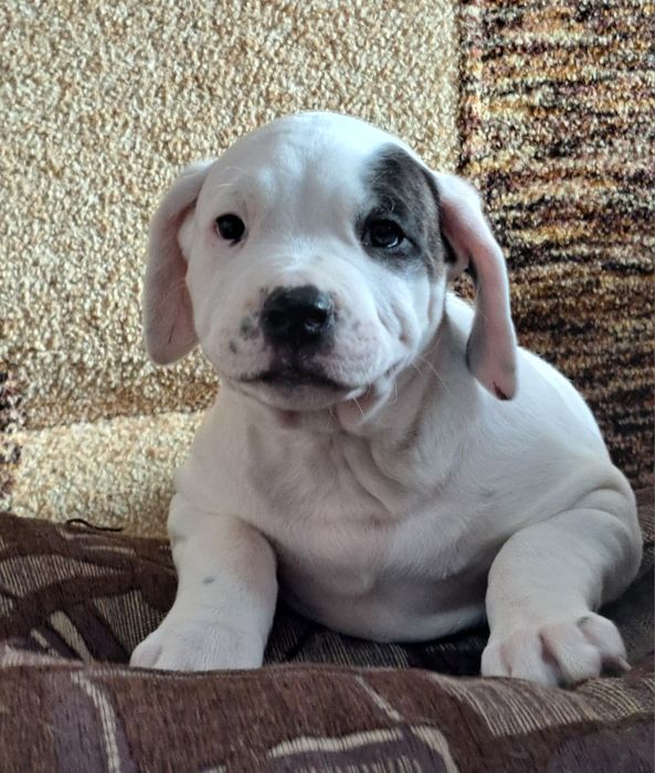 Щенки ,,Аргентинский дог,,