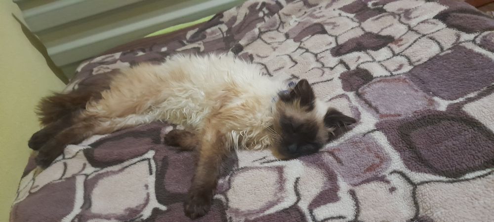 Кошенята, кошеня