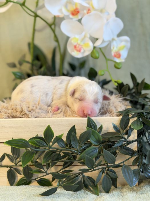 Border collie suczka lilac merle