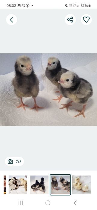 Olive egger Moss egger Marans Araucana Silki  Australorp Chabo