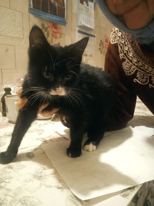 Милота  дбайливі ручки