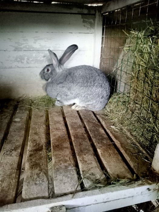 Шиншила різного віку. Пропоєні провакциновані Лапімун Гемікс3.