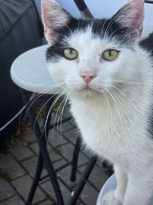 Pilnie kocurek Staś szuka domku do adopcji
