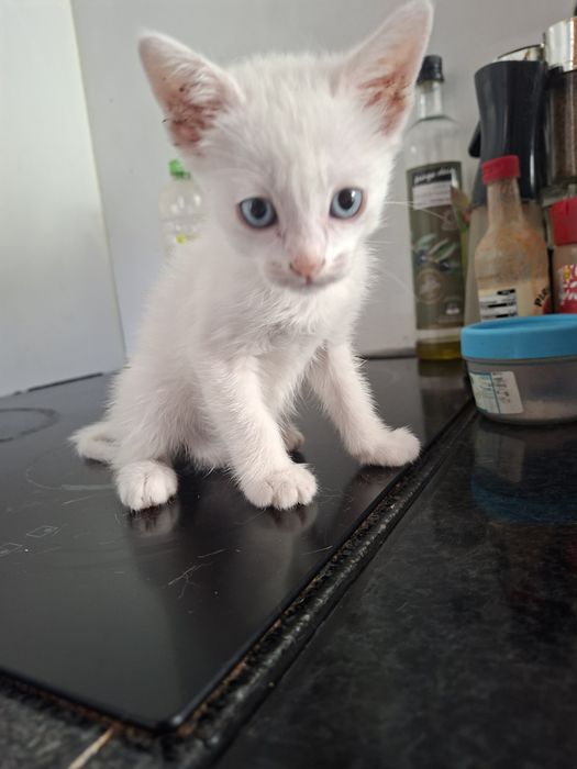Gatinha para adoção