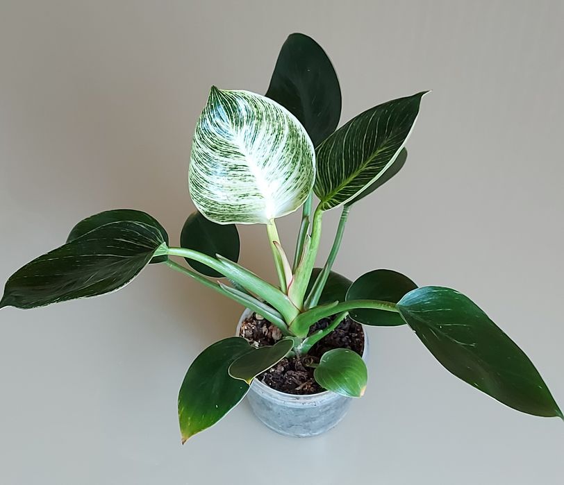 Філодендрон біркін, Біллітай оренж, маска, радіатум