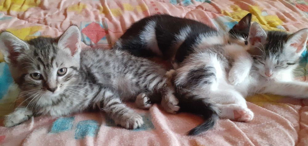 Oddam Małe Kocięta