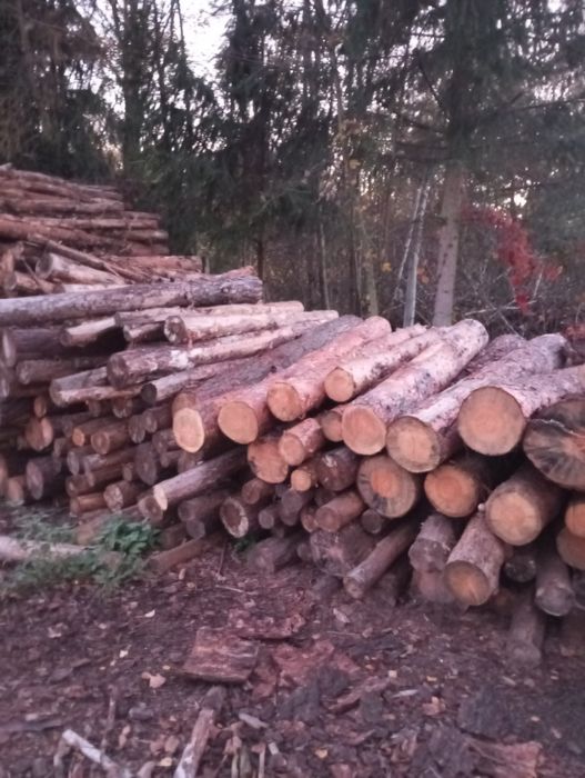 Drewno opałowe, kominkowe sosna,brzoza,dąb,buk transport
