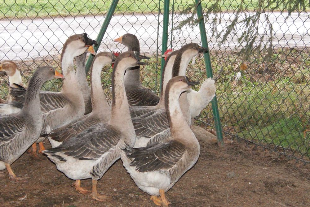 Gęsi z maja 2025 i inny drób i jaja lęgowe