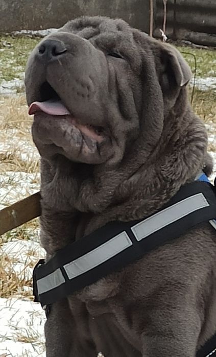 Мне 4 месяца я Шар-пей