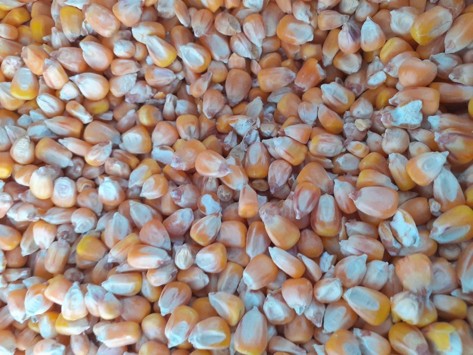 Kukurydza: gnieciona,mielona,kukurydza drobna