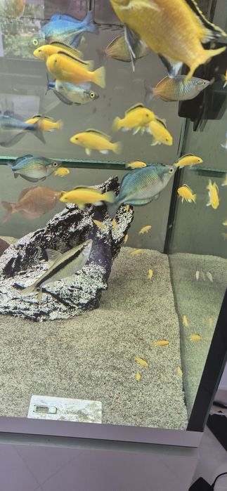 Pyszczak Yellow Labidochromis