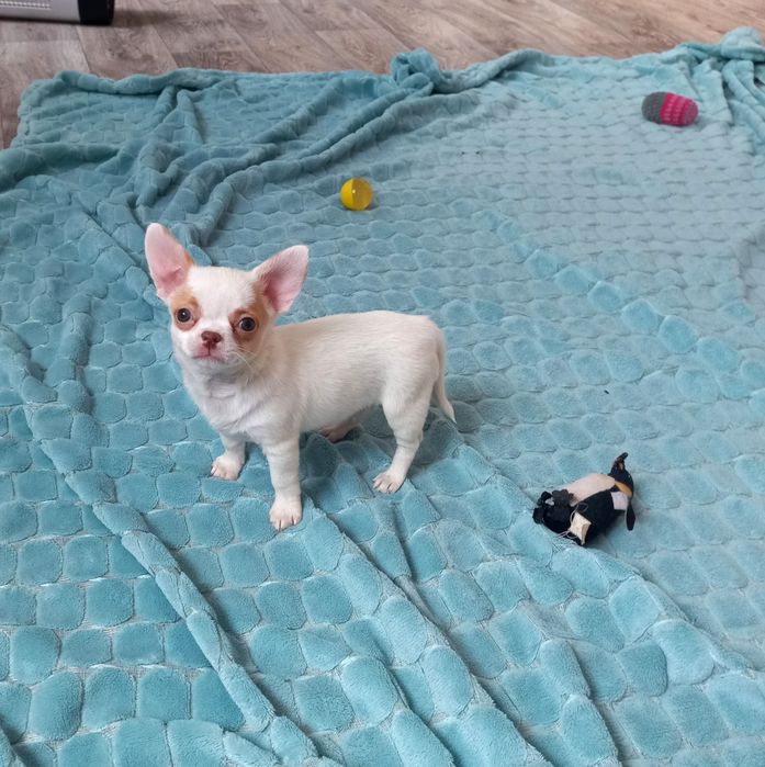 Чихуахуа щенки, девочка и мальчик