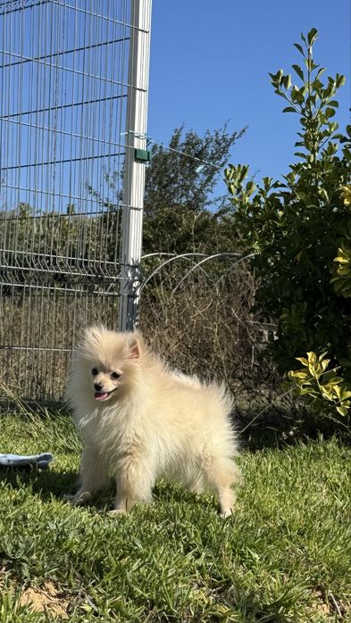 Lulu da Pomerania super pequenino