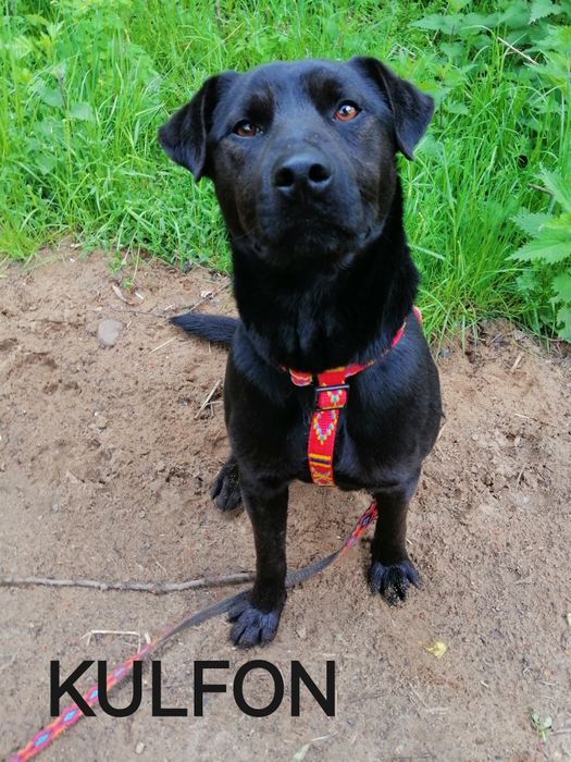 KULFON młody przyjazny pies szuka domu