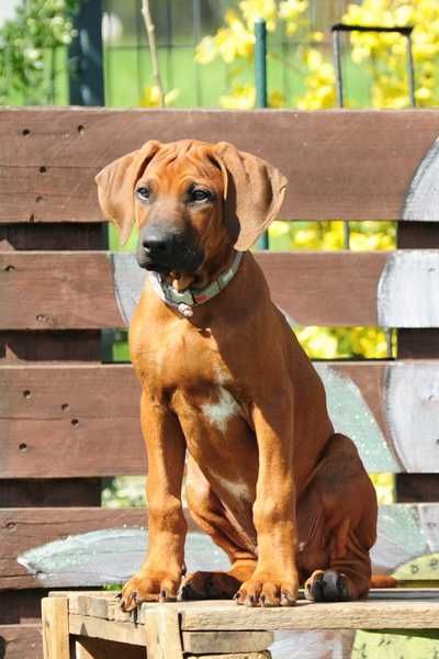 Szczenię Rhodesian Ridgeback – potomstwo zwycięzcy WDS 2025