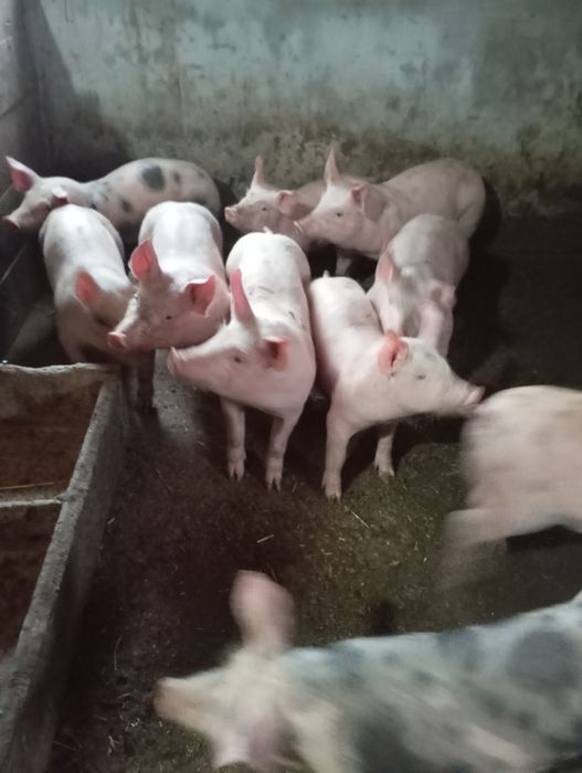 Продам поросят трох породний гібрид
