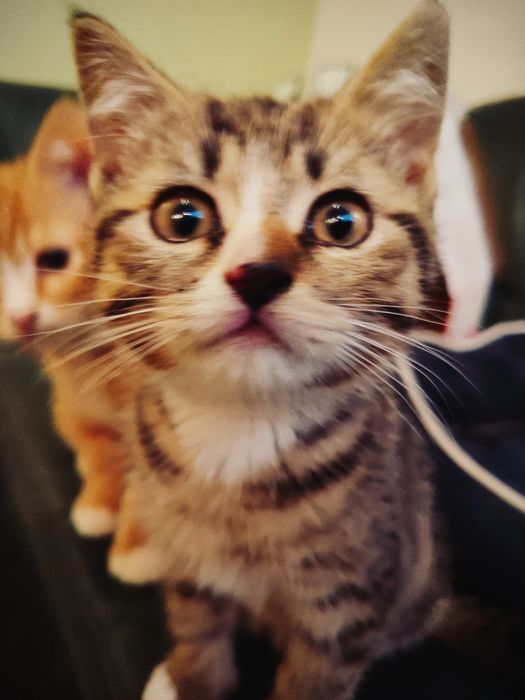 Oddam za darmo do adopcji