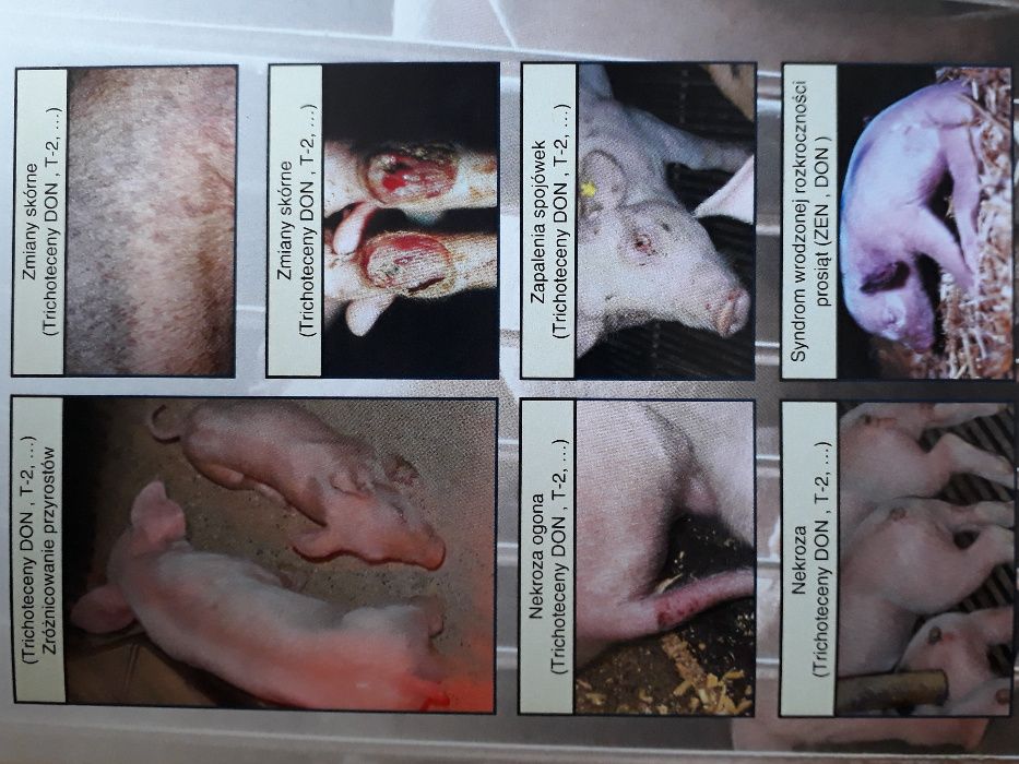 Mycofix Select 5E preparat na mykotoksyny w paszach