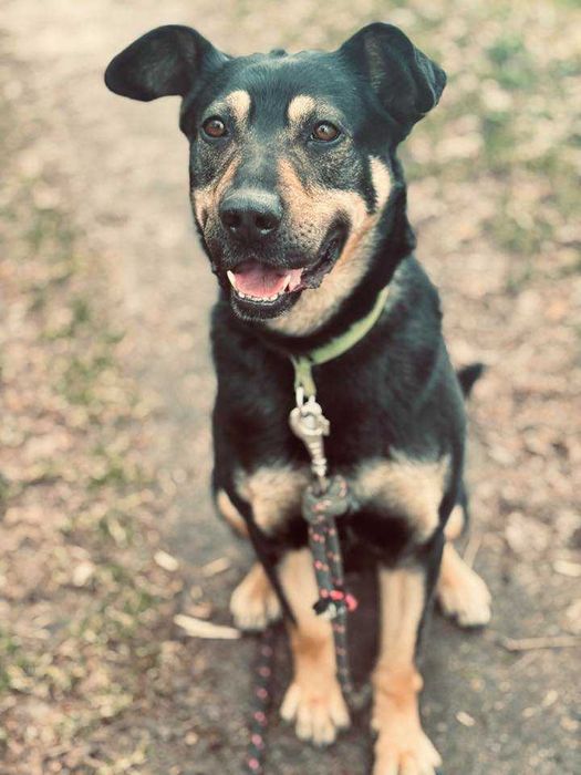 Cezar piękny molosowy pies do adopcji