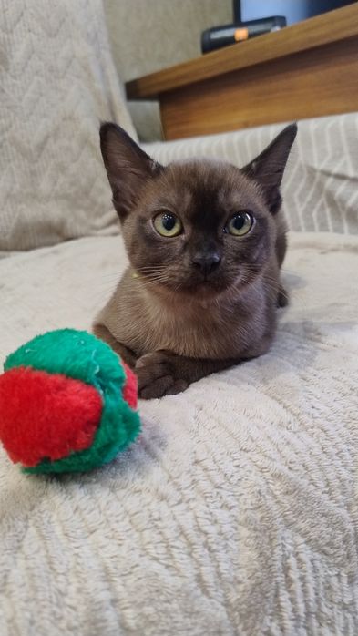 Мальчик котенок бурма соболиный