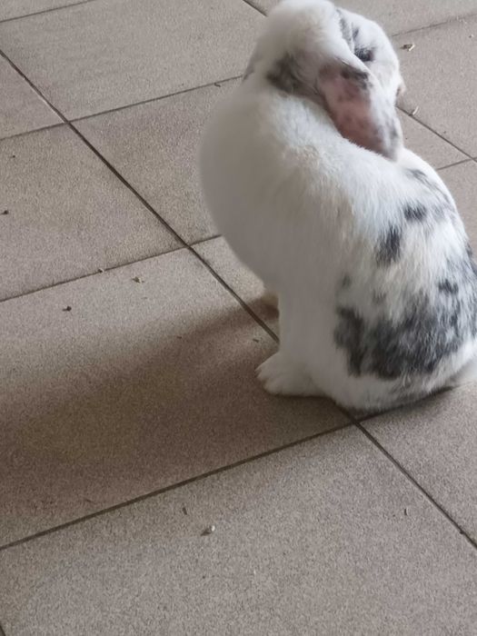 Gratis coelho belier