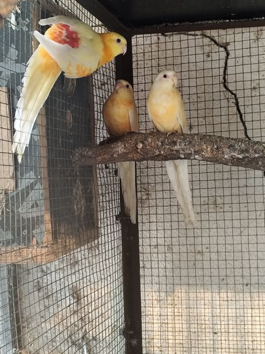 Várias espécies de Psitacideos