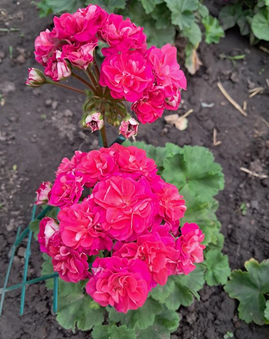 Пеларгонія ЮВ Візантія