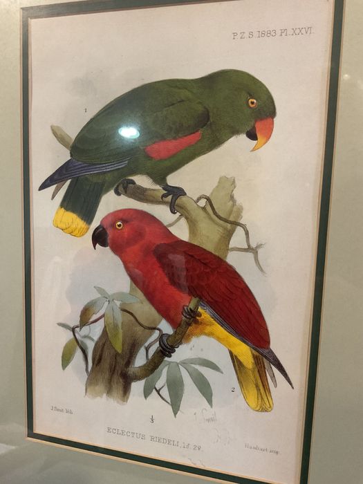 Quadros aves tropicais em Ramos.