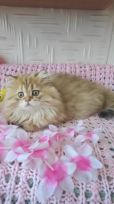 Довгошерстний хлопчик золота шиншила