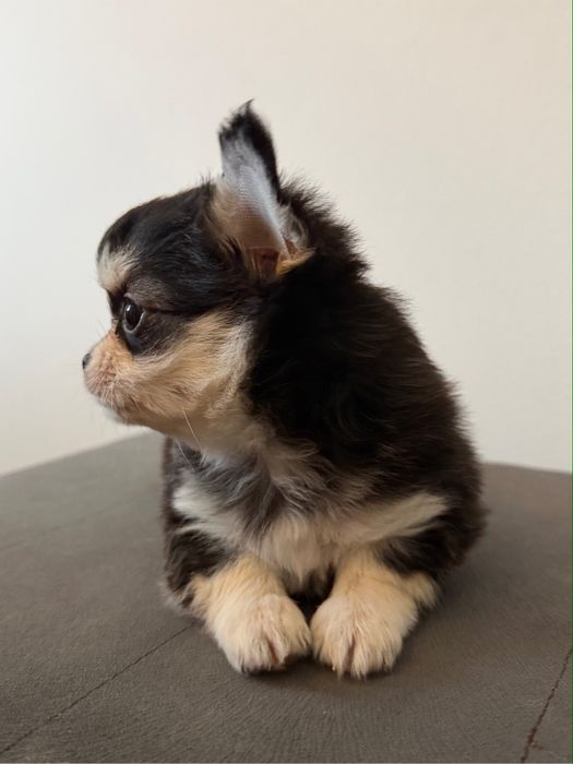 Chihuahua długowłosy FCI