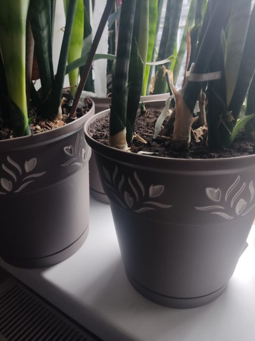 Продам сансевієрію висока