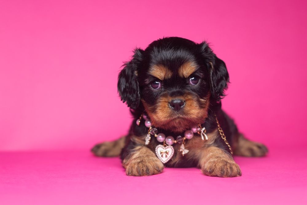 Cavalier King Charles Spaniel * Dziewczynka Fleur de Lys