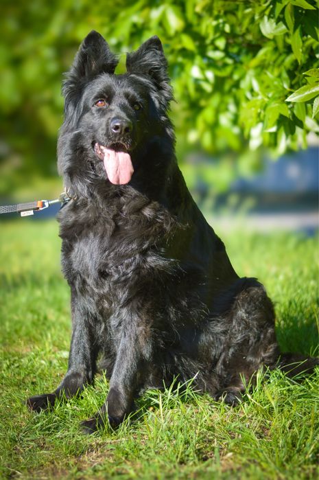 Німецька вівчарка довгошерстна