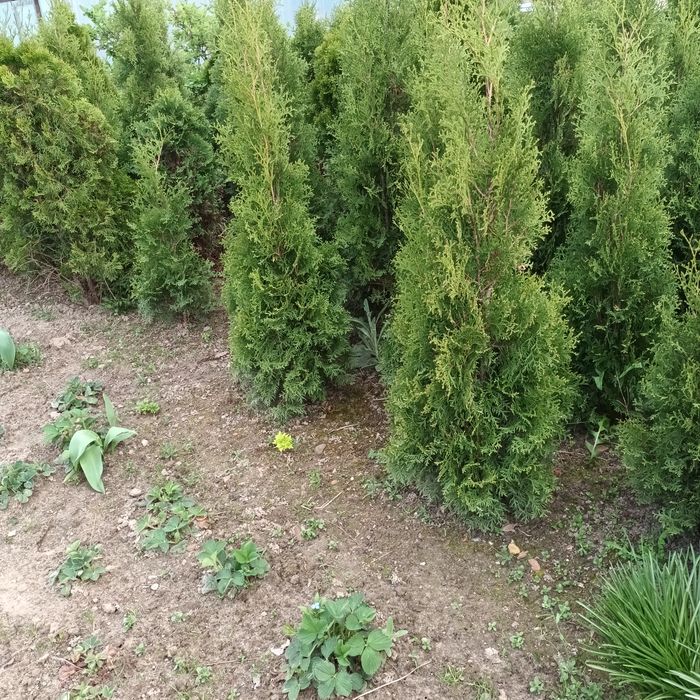Thuja szmaragd do 140