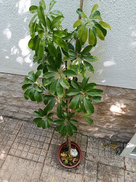 Arbusto em vaso 160cm