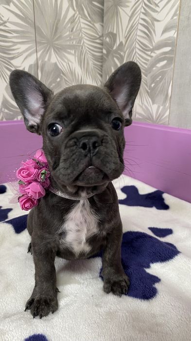 Французький будьдог