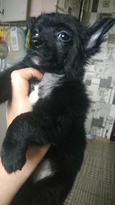 Китайская хохлатая