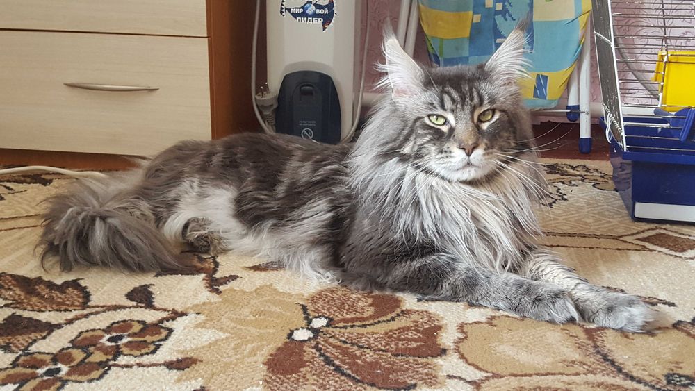 Мейн-кун.  Вязка