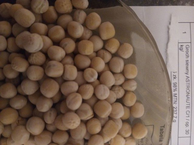 Groch siewny astronaute