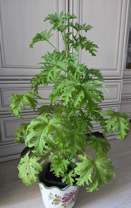 Geranium kwiat doniczkowy